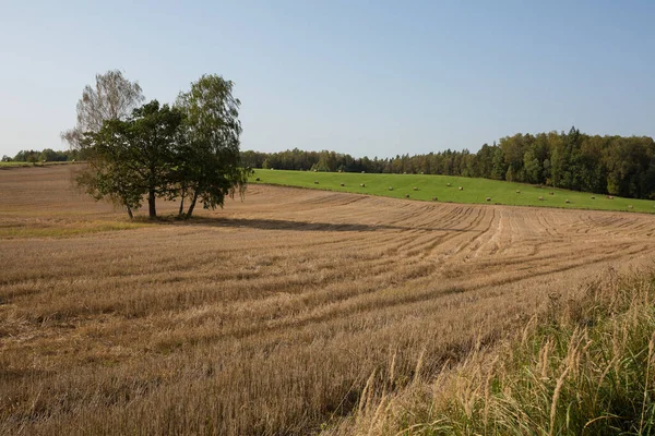 City Raiskums Латвія Cereal Field Hay Rollers Travel Phot 2020 — стокове фото