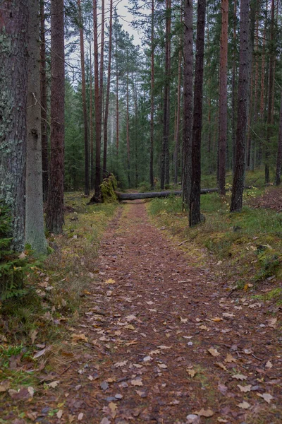 City Cesis Letónia Floresta Com Árvores Musgo Verde Flor Natural — Fotografia de Stock