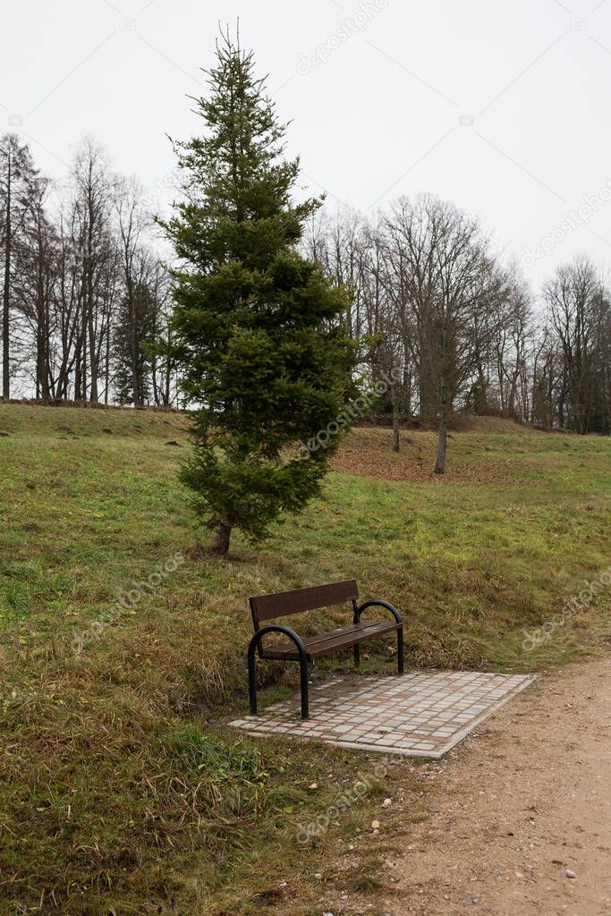 City Cesis, Latvia. Spruce and bench.Travel photo.25.12.2020