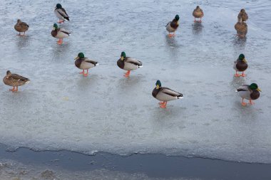 Riga Şehri, Letonya. Bir ördek sürüsü buzun üzerinde duruyor. 23.01.2021