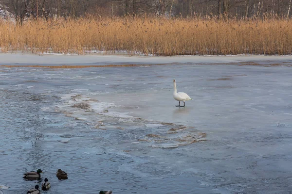 City Riga, Latvia. Frozen river and white swan.Travel photo 14.02.2021