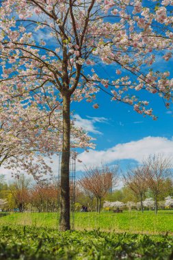 Şehir, Riga, Letonya. Parktaki Sakura parkı. Seyahat fotoğrafı 08.05.2021