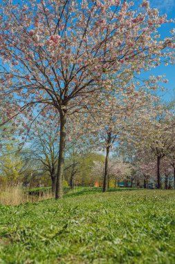 Şehir, Riga, Letonya. Parktaki Sakura parkı. Seyahat fotoğrafı 08.05.2021