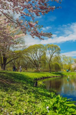 Şehir, Riga, Letonya. Parktaki Sakura parkı. Seyahat fotoğrafı 08.05.2021