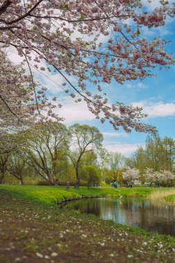 Şehir, Riga, Letonya. Parktaki Sakura parkı. Seyahat fotoğrafı 08.05.2021