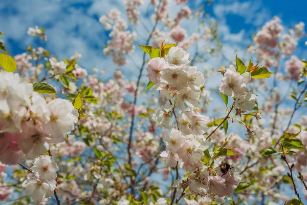 Ciudad Riga Letonia Parque Sakura Parque Fotografía Viaje 2021 — Foto de Stock