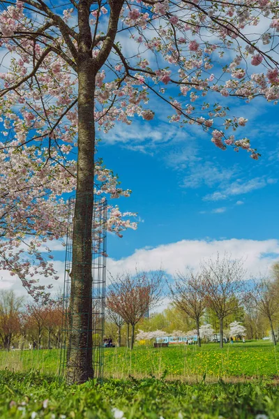 Ciudad Riga Letonia Parque Sakura Parque Fotografía Viaje 2021 — Foto de Stock