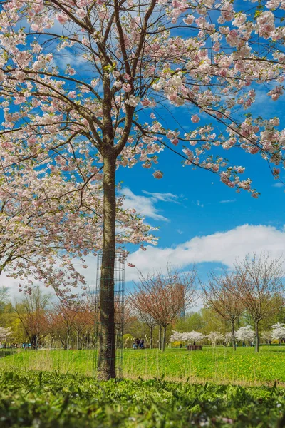 Ciudad Riga Letonia Parque Sakura Parque Fotografía Viaje 2021 — Foto de Stock