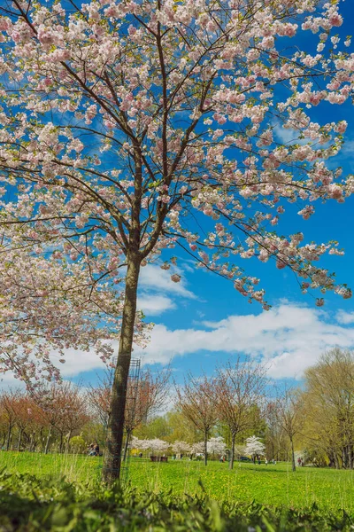 Ciudad Riga Letonia Parque Sakura Parque Fotografía Viaje 2021 — Foto de Stock