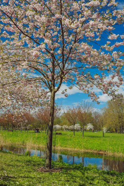 Ciudad Riga Letonia Parque Sakura Parque Fotografía Viaje 2021 — Foto de Stock