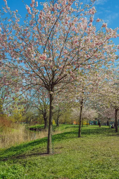 Ciudad Riga Letonia Parque Sakura Parque Fotografía Viaje 2021 — Foto de Stock