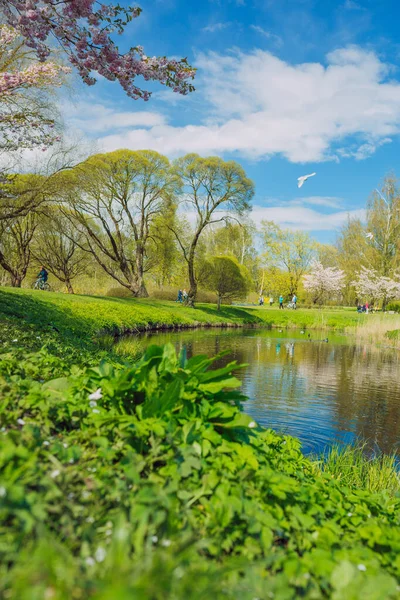 Ciudad Riga Letonia Parque Sakura Parque Fotografía Viaje 2021 — Foto de Stock