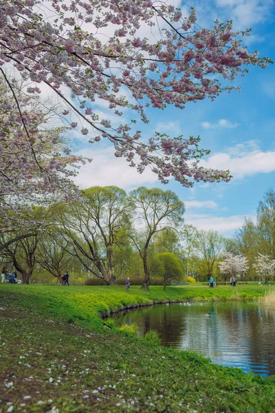 Ciudad Riga Letonia Parque Sakura Parque Fotografía Viaje 2021 — Foto de Stock