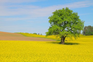 Renk alanı ağacıyla