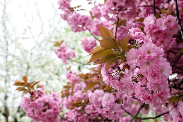 Bahar çiçekli sakura