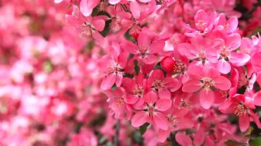 Paradise elma ağacı