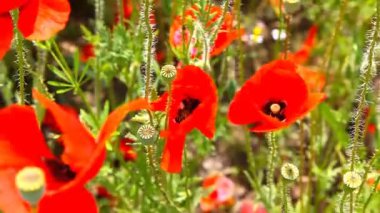 Kırmızı haşhaş Tozlaşmayı arı bumble