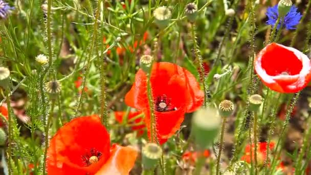 Bumble bee pollinating red poppies — Stock Video