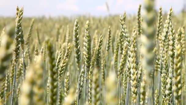 Campo de trigo en el verano — Vídeos de Stock