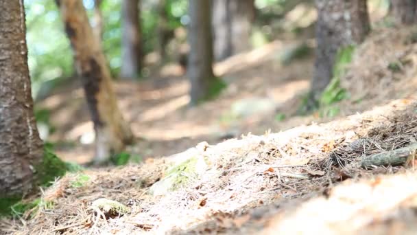 जंगल में चलने वाले लोगों का समूह — स्टॉक वीडियो