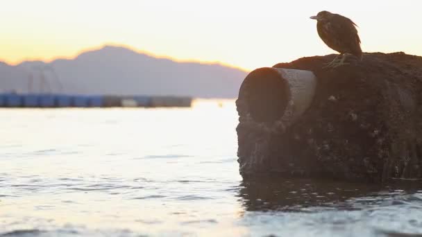 Un pájaro sentado en una roca en la orilla del Mar Rojo — Vídeo de stock