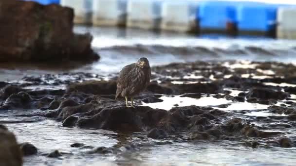Птах, сидячи на скелі на березі Червоного моря — стокове відео