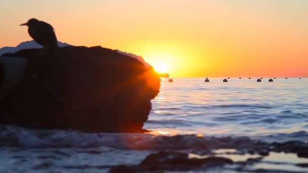 Um pássaro sentado em uma rocha na margem do Mar Vermelho — Vídeo de Stock