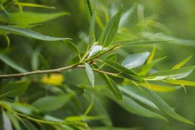 Yeşil bir ağaç dalı alan sığ derinliği ile.