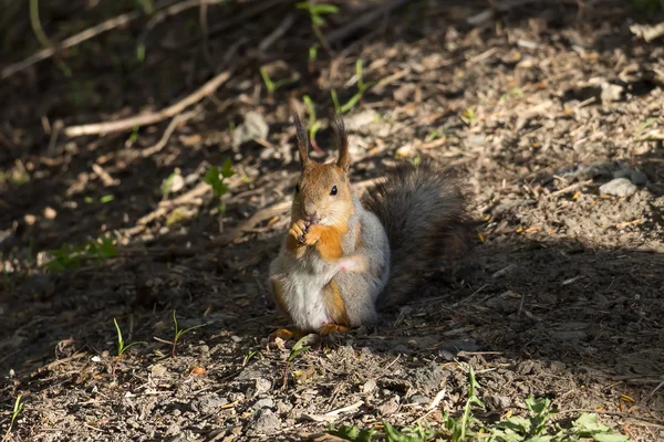 Ardilla en el bosque —  Fotos de Stock