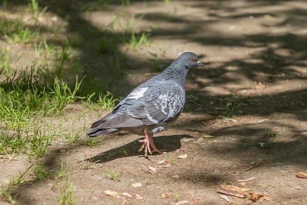 Pigeon marchant dans le parc — Photo