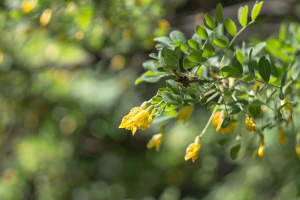 Branche d'acacia avec faible profondeur de champ — Photo