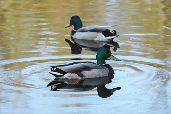 Ankor på sjön — Stockfoto