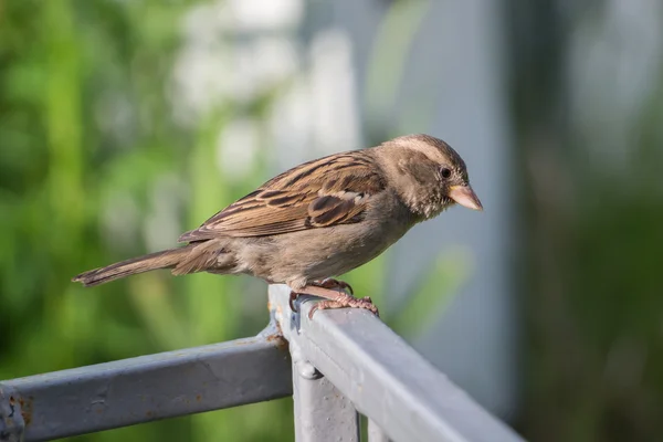 Sparrow sitting on a fence — Stock Photo, Image