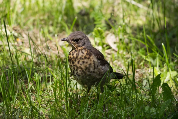 Song thrush in the grass — Stock Photo, Image