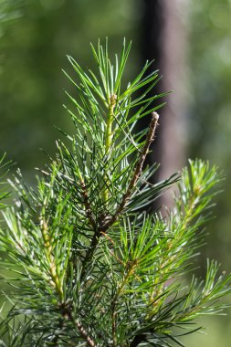 Sığ derinlikte çam dalı alan