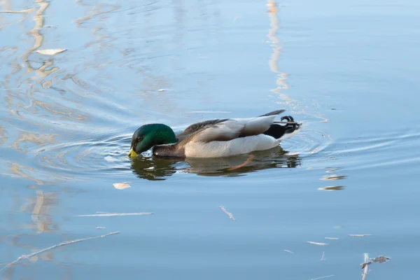 Canard sur le lac — Photo