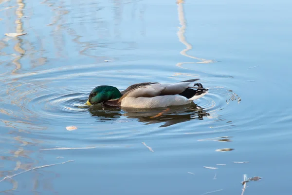 Ente auf dem See — Stockfoto