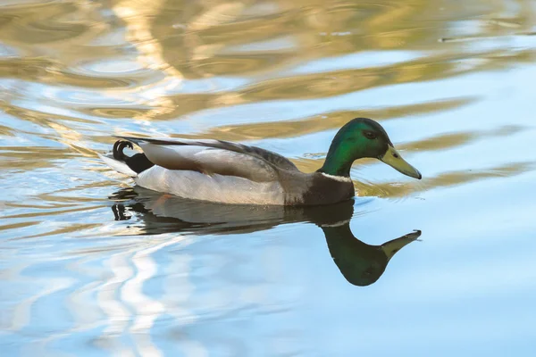 Pato en el lago — Foto de Stock