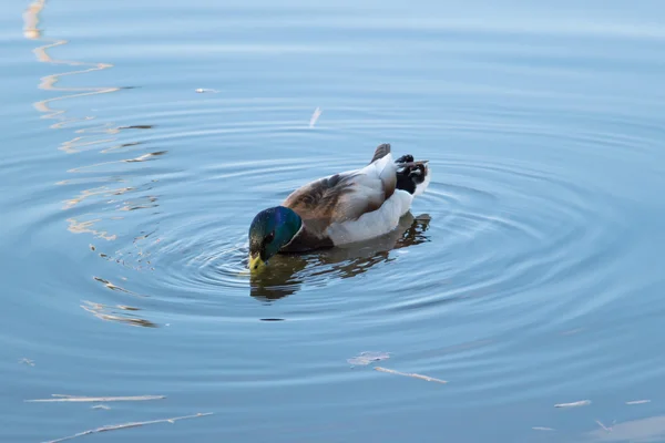 Pato en el lago —  Fotos de Stock