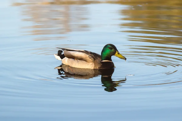 Anatra sul lago — Foto Stock