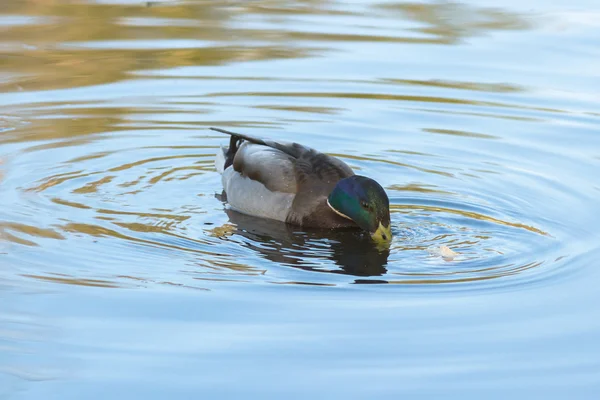 Duck on the lake — Stock Photo, Image