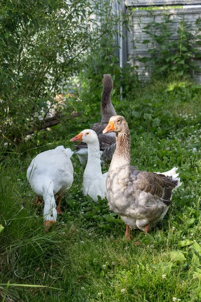 Goose on the grass — Stock Photo, Image