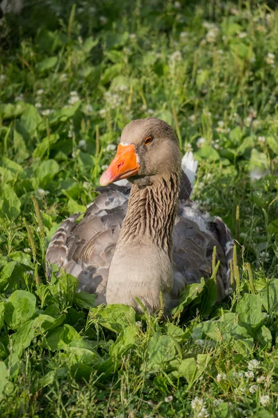 Gans auf dem Gras — Stockfoto