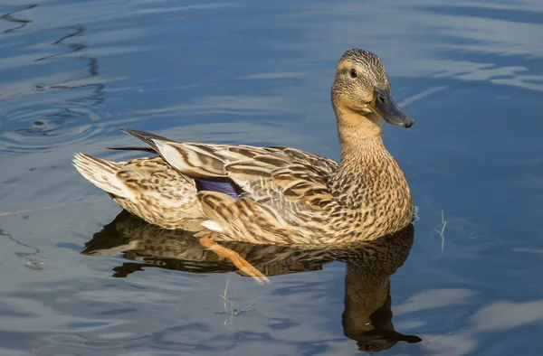 Ankor på sjön — Stockfoto