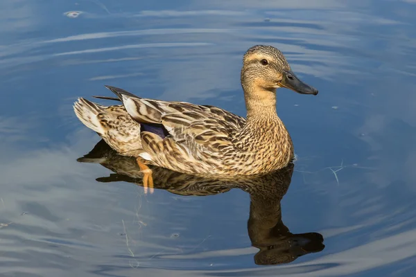 Ankor på sjön — Stockfoto