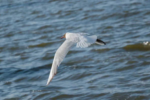 Gaivota voando sobre a água — Fotografia de Stock