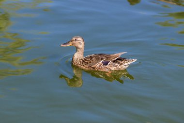Gölde yüzen yaban ördeği. Göçmen kuşların vahşi ortamı.