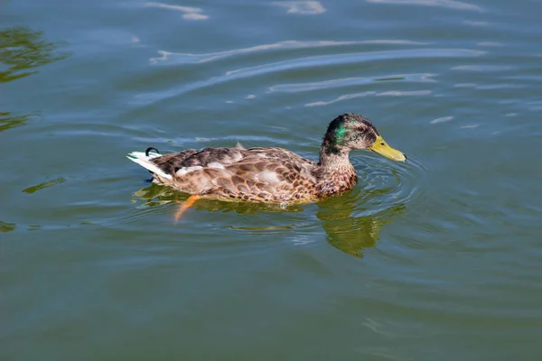 男性野生のマガモ湖で泳いでいます 渡り鳥の野生環境 — ストック写真