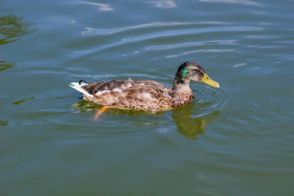 Male Wild Mallard Duck Swimming Lake Wild Environment Migratory Birds Stock Photo