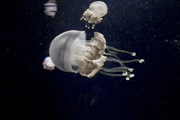 De onderwaterwereld van de mysterieuze — Stockfoto